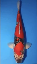 18-inch Goshiki Koi, Japanese import, Born 2023