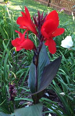 Black Knight Red Dwarf Canna Lily Flower 30" Variety 1 Rhizome Bulb | eBay