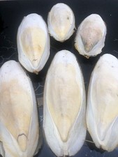 2kg très belles et grandes os de seiches 20à30cm pour faire des moules à bijoux