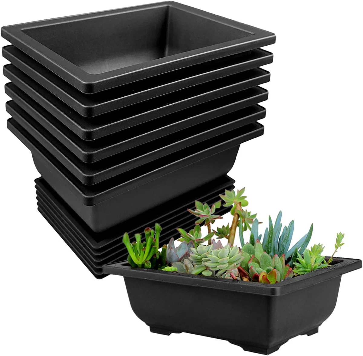 Bonsai Pflanzschale online kaufen | eBay.de