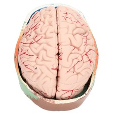 ⁺Human Brain Model Anatomy For Kids Neuroscience Study Skull Dedicated Mold For