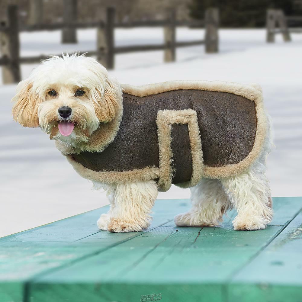 small dog bomber jacket