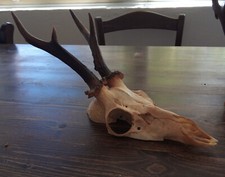 5 trofei di caccia:4caprioli, 1 camoscio. Da 200g a 230g. Antico, in buono stato