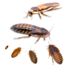 Dubia Roach Starter Colony 95 Adults, 150 Nymphs, Food & Water