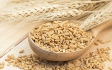 Barley Pearls 1Kg - High Quality Pearled Barley