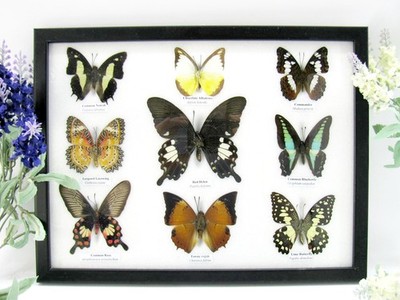 9 Beautifully Prepared Butterflies Display Case Wall - Taxidermy - A-09-helen-05