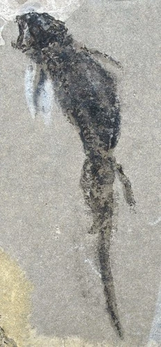 Perm Apateon pedestris Amphibia Branchiosauridae Odernheim am Glan 52-2