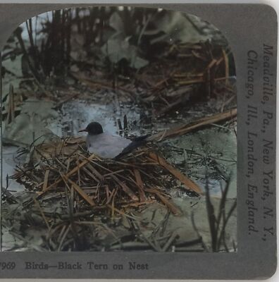 Birds Black Tern on Nest Keystone Stereoview c1920