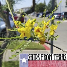 PARKINSONIA ACULEATA, PALO VERDE, RETAMA, ESPINA DE JERUSALÉN, PALO DE RAYO, 20 SD