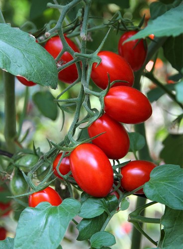 Tomato Plants - 'Plum Roma' - 3 x Full Plants in 9cm Pots, Premium Quality - Picture 2 of 9
