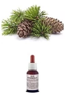 Pure Essential Oil PINE MUGO Natural Food Use / Cosmetic Antiseptic