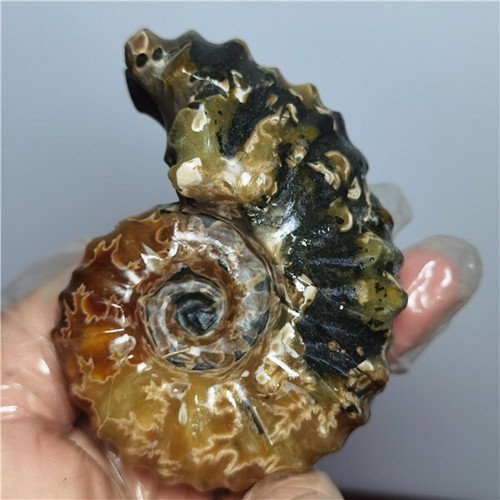 284g Ammonit Exemplare natürlicher Muschel aus "Ziegenhorn" Madagaskar A20 - Bild 3 von 12