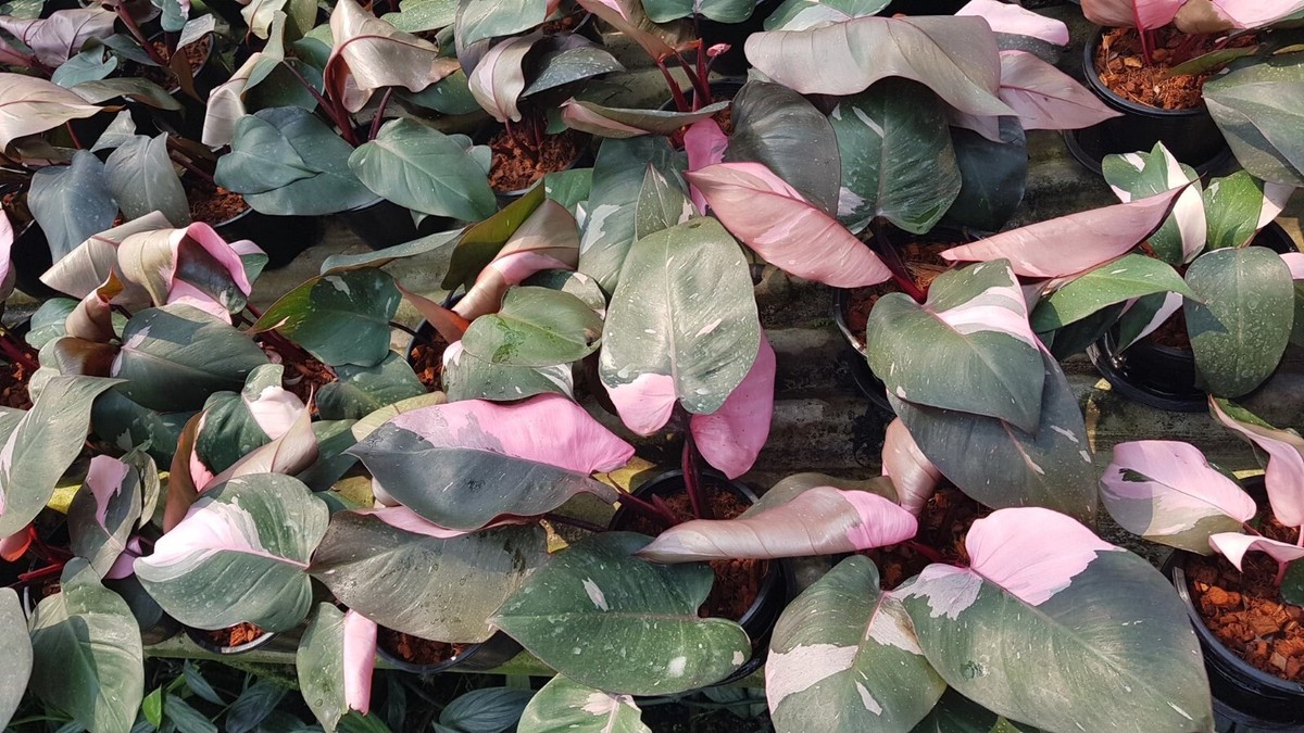 philodendron wachstum Philodendron fibraecataphyllum  Foliage Factory