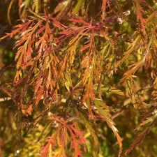 Hochstamm Fächerahorn Demi-Sec 100-125cm - Acer palmatum