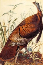 BIRDS OF AMERICA WILD TURKEY AUDUBON PAINTING REPRO ON PAPER OR CANVAS