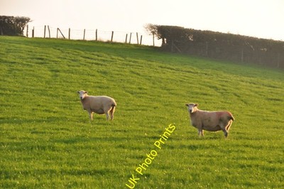 Photo A3 Mid Devon : Two Sheep in a Field Loxbeare Two sheep looking tow c2011