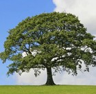 oaktreesforest