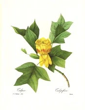 1991 Vintage REDOUTE FLOWER #143 "TULIPIFERA TULIP TREE" Color Art Print Litho