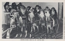 Chimpanzee Circus St Louis Zoo Missouri Animals RPPC Real Photo Vintage Postcard