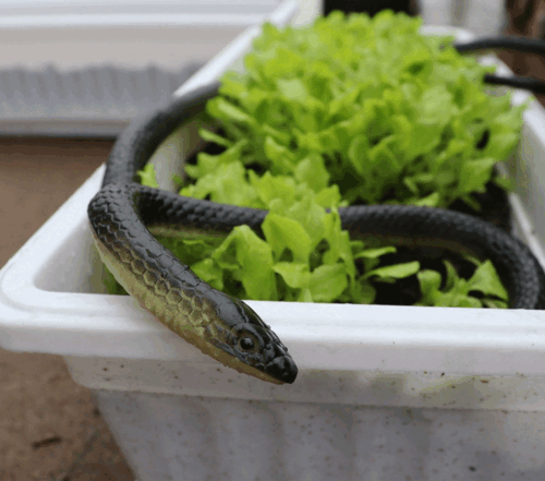 Serpente realistico finto 43" realistico spaventoso giocattolo gomma scherzo festa regalo Pasqua - Foto 12 di 17