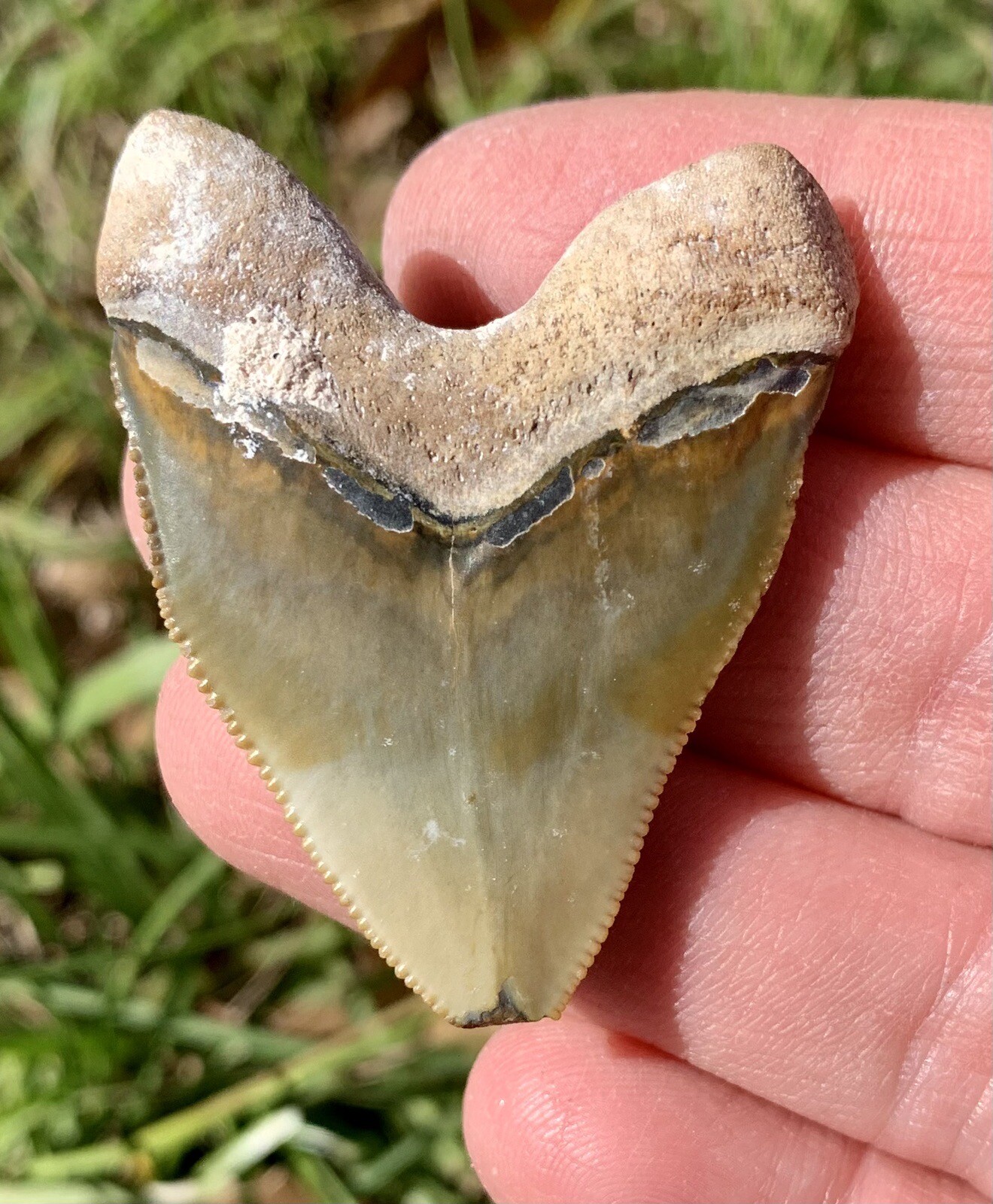 BONE VALLEY Megalodon HUBBELL Shark Tooth 1.91in REAL FOSSIL. eBay