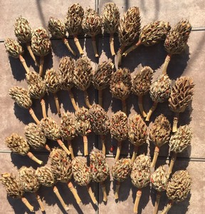 Dried Magnolia Tree Seed Pods Fresh Lot Of 40 Most About 3 A Few Smaller Crafts Ebay