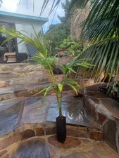 Three 30" Kentia Palm trees