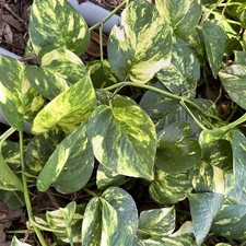 Golden Pothos Tropical Live Plant Cuttings 3 Nodes X3 High Color Variegated