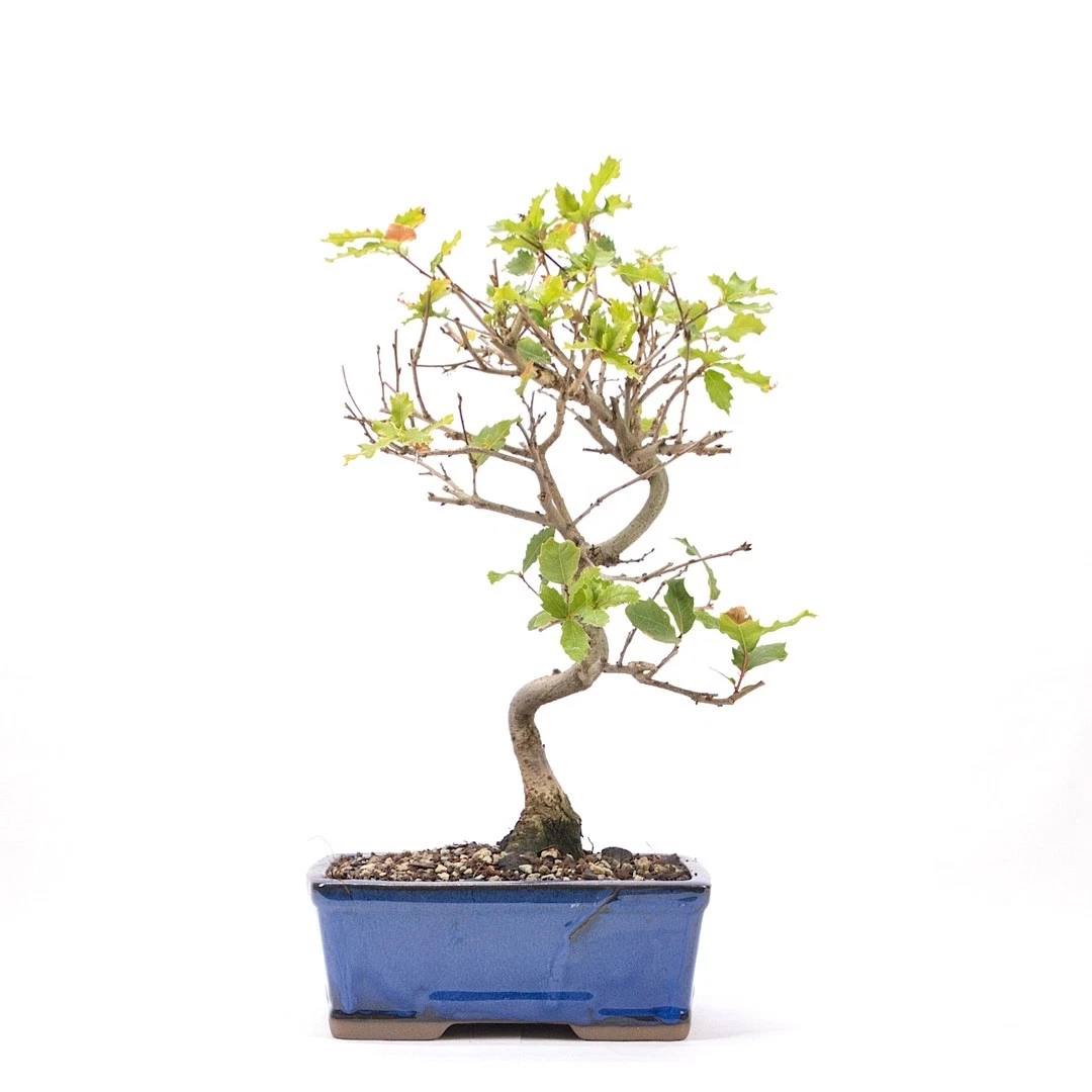 dracena cijena Dracena Draco – Floramix main image 0