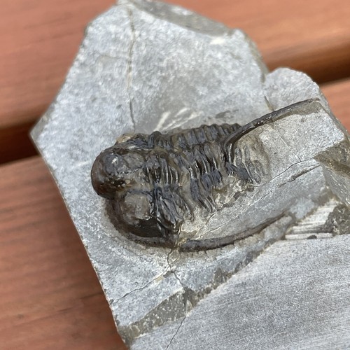 Fossil Cyphaspis Trilobite, Devonian - Trilobite, Morocco - Picture 6 of 8