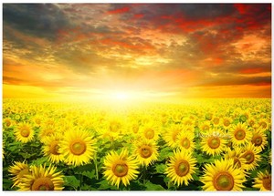 Jigsaw Puzzles 1000 Pieces Sunflower Field Sunset Ebay