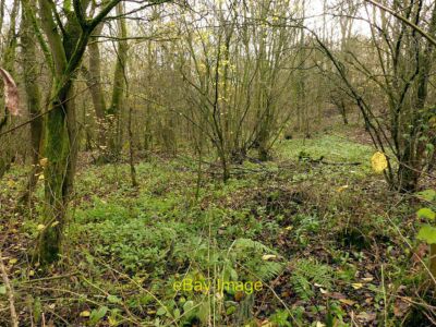 Foto 6x4 Hase Altholz Typische Szene in diesem Wald, zeigt Beweise von c2021