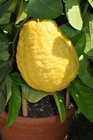 Citrus medica, Cidra, Etrog Citron, Acidic Lemon Taste Very Rare - 5 Sementes