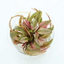 Buy2Get1Free Flamingo Cryptocoryne Small Tissue Culture Live Aquarium Plant