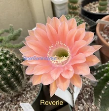 REVERIE Echinopsis Schick Hybrids Rooted Pups Cactus Succulents