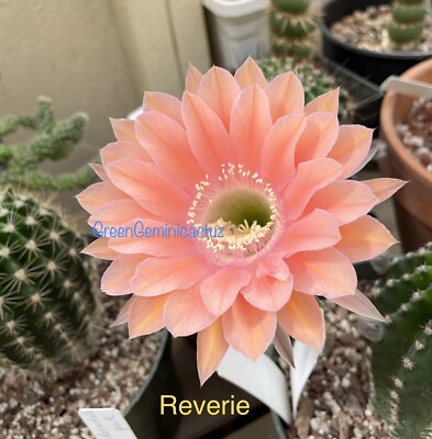 REVERIE Echinopsis Schick Hybrids Rooted Pup Cactus Succulents | eBay