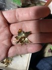 Vintage Monet 4 piece set. signed, 2 pins and clip on earrings.  Fall leaves — photo 5