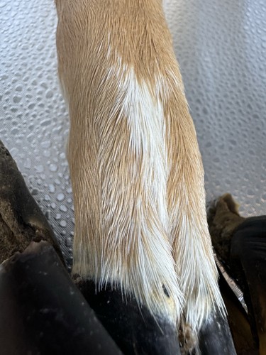 Native American Deer Hoof Rattle Made of Deer Leg Buckskin & Deer Hooves 10 1/2” - Picture 9 of 20