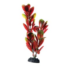 Underwater Treasures Red Green Bacopa Plant Select Size:: 8 inch