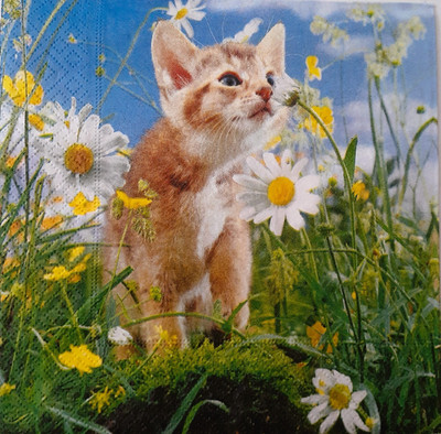 2 individual Paper Decoupage NAPKINS -SPRING RED CAT FLOWERS MEADOW