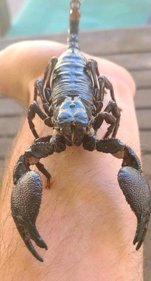 #ad #ad One 1 Emperor Scorpion 🦂 2.5 4 Inches $69.99