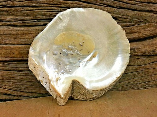 Antico antico vecchio raro grandi dimensioni naturale TRIDACNA GIGAS guscio di mare VONGOLA GIGANTE - Foto 11 di 12