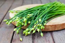 150 GARLIC CHIVE / CHIVES HERB SEEDS ~ heirloomseedguy ~ 2026 ~ NON-GMO