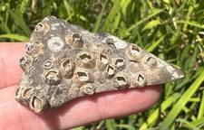 DIRTY MAKO SHARK TOOTH BARNACLES ISURUS HASTALIS Georgia river fossil miocene