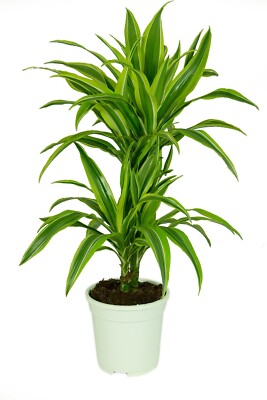 Dracaena deremensis Lemon Lime, im 17cm Topf, Drachenbaum, Höhe ca. 60cm
