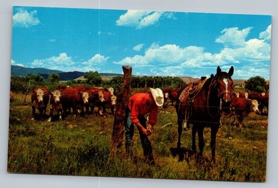 Cowboy Repairing Fence As Whiteface Cattle Graze c1960 Vintage Postcard