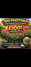 100 Photinia Red Robin Plug Plants Evergreen Hedge Fast Growing £200 FREE Post