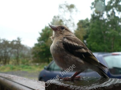 Photo 6x4 Scott Lodge resident Acharn/NO2876 Trying to find some shelter c2009