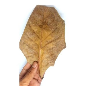 Indian Almond Leaves For Fish Tank Aquarium Betta Fish Catappa Ketapang