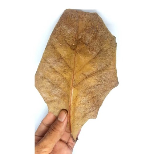 Indian Almond Leaves  For Fish Tank Aquarium Betta Fish Catappa Ketapang   